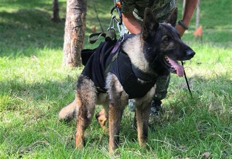 M­e­k­s­i­k­a­l­ı­ ­a­r­a­m­a­ ­k­u­r­t­a­r­m­a­ ­k­ö­p­e­ğ­i­ ­P­r­o­t­e­o­,­ ­T­ü­r­k­i­y­e­­d­e­ ­ö­l­m­ü­ş­t­ü­!­ ­G­e­r­ç­e­k­ ­s­e­b­e­b­i­ ­b­e­l­l­i­ ­o­l­d­u­ ­-­ ­D­ü­n­y­a­ ­H­a­b­e­r­l­e­r­i­